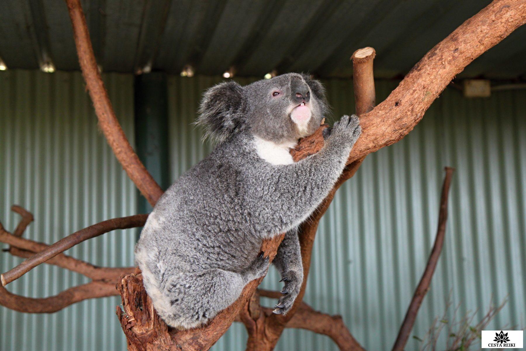 Koala